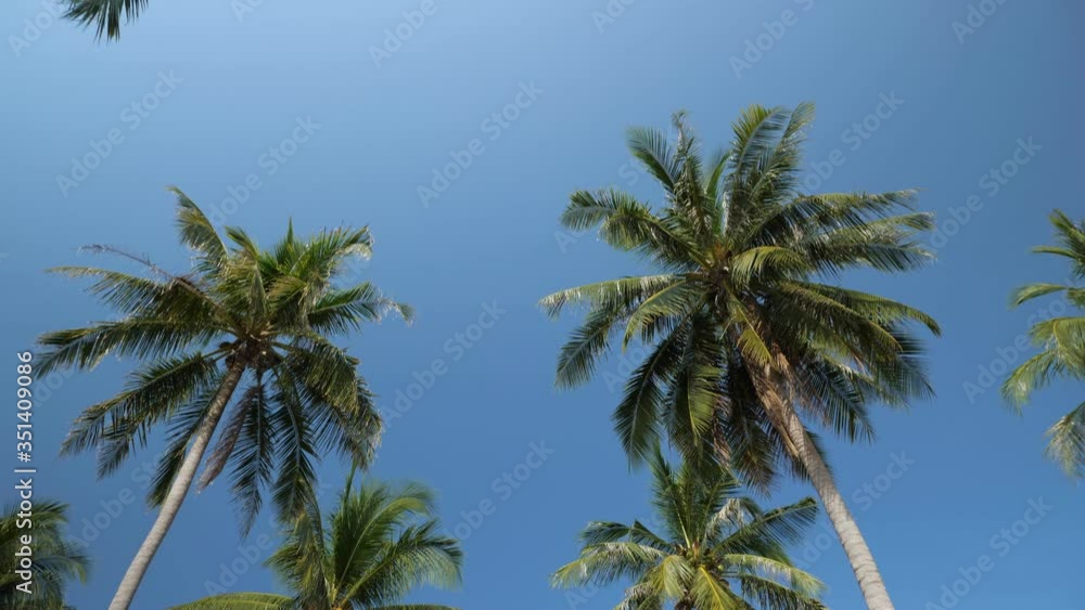 exotic palm grove waving in light wind rises above yellow grass under clear blue sky on hot summer day low angle shot exotic palm grove waving in light wind rises above yellow grass under clear blue sky on hot summer day low angle shot