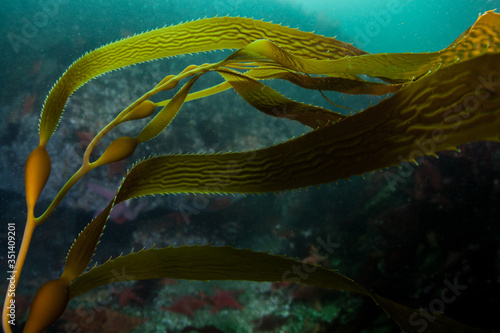 Giant kelp, Macrocystis pyrifera, grows in the cold eastern Pacific waters that flow along the California coast. Kelp forests support a surprising and diverse array of marine biodiversity. photo