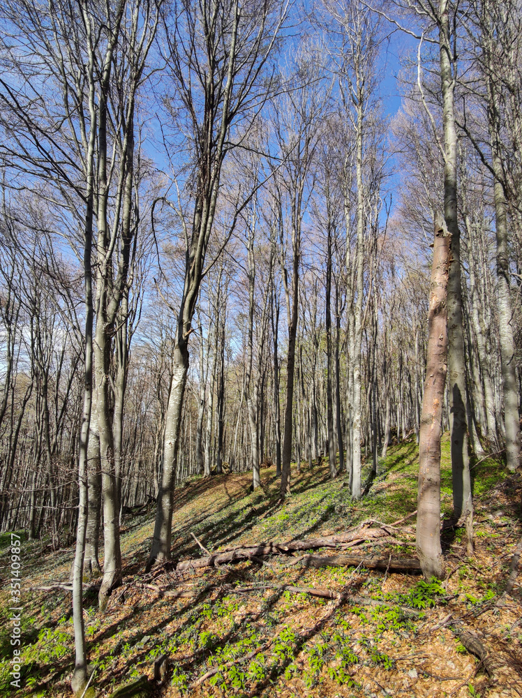 Spring landscape of Vitosha Mountain, Bulgaria Spring landscape of Vitosha Mountain, Bulgaria