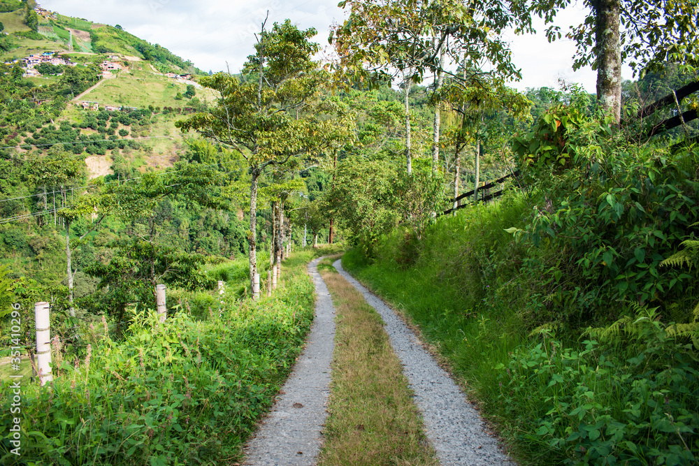 Fototapeta premium Carretera en bosque