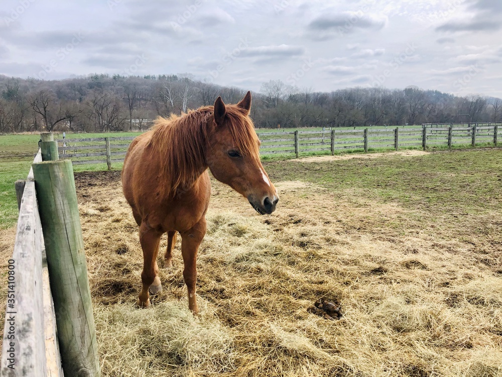 Fototapeta premium horse in the field
