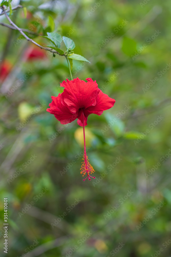 Red flower, Hibiscus rosa sinensis, on tropical garden, Malaysia, close up Red flower, Hibiscus rosa sinensis, on tropical garden, Malaysia, close up