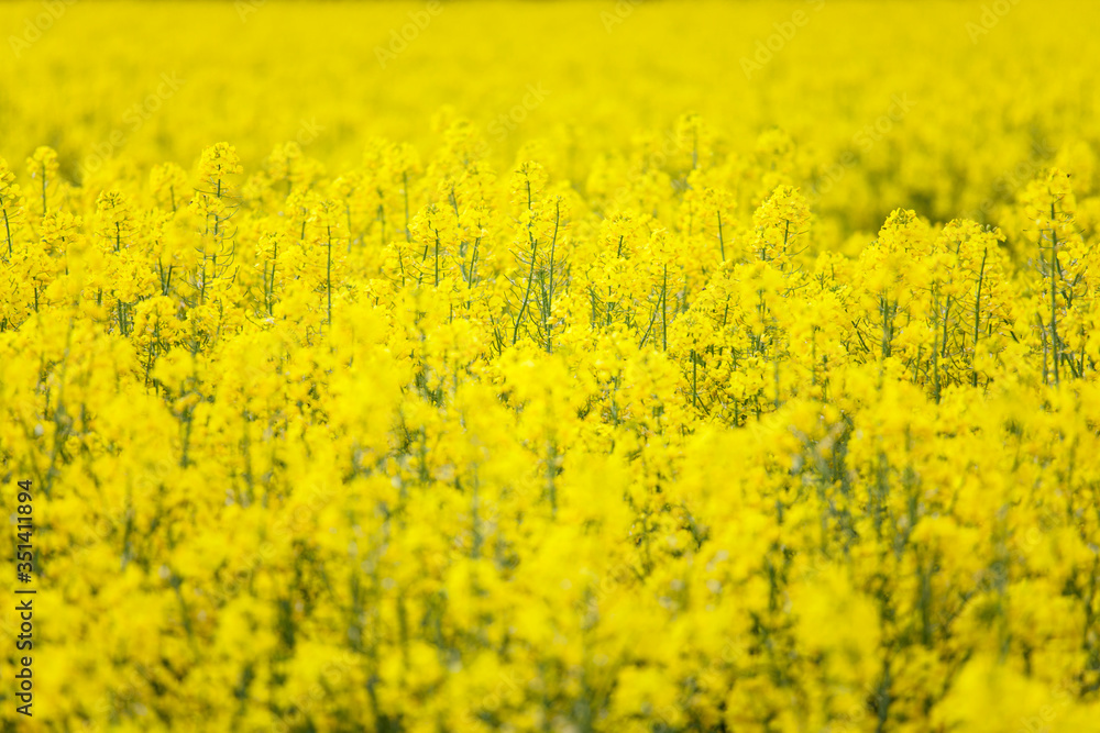 Yellow rapeseed flowers at agriculture blooming field Yellow rapeseed flowers at agriculture blooming field
