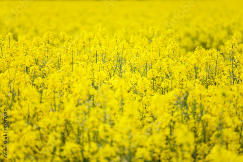 Yellow rapeseed flowers at agriculture blooming field