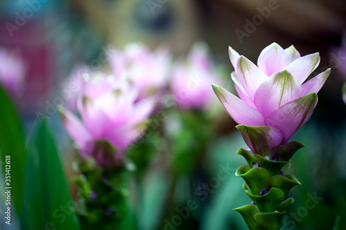 Colorful Live Romantic Flora Flowers and Leaves