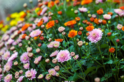 Colorful Live Romantic Flora Flowers and Leaves