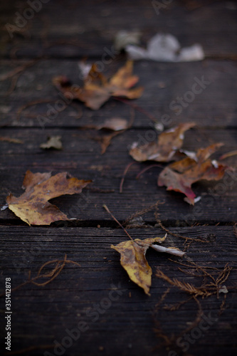 autumn, leaf, leaves, fall, nature, yellow, tree, maple, season, brown, orange, forest, foliage, red, color, texture, colorful, plant, october, natural, closeup, ground, seasonal, leafs, green