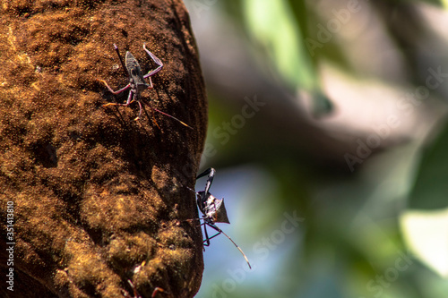 Bedbugs attack the Monguba fruit (aquatic Pachira) also known as wild cocoa photo