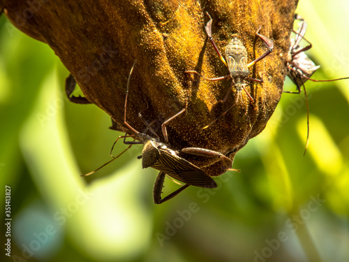 Bedbugs attack the Monguba fruit (aquatic Pachira) also known as wild cocoa photo