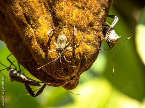 Bedbugs attack the Monguba fruit (aquatic Pachira) also known as wild cocoa photo