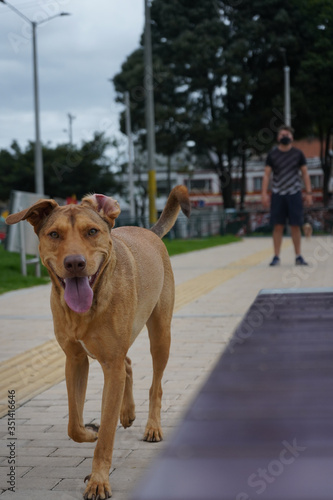 selective focus yellow creole breed dog in the foreground in a park with its owner exercising wearing mask