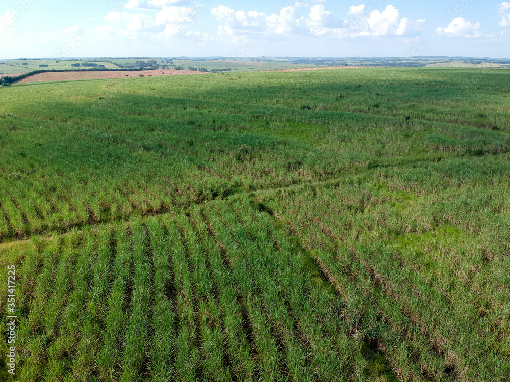 Green sugar cane field on Sao Paulo state, Brazil Green sugar cane field on Sao Paulo state, Brazil