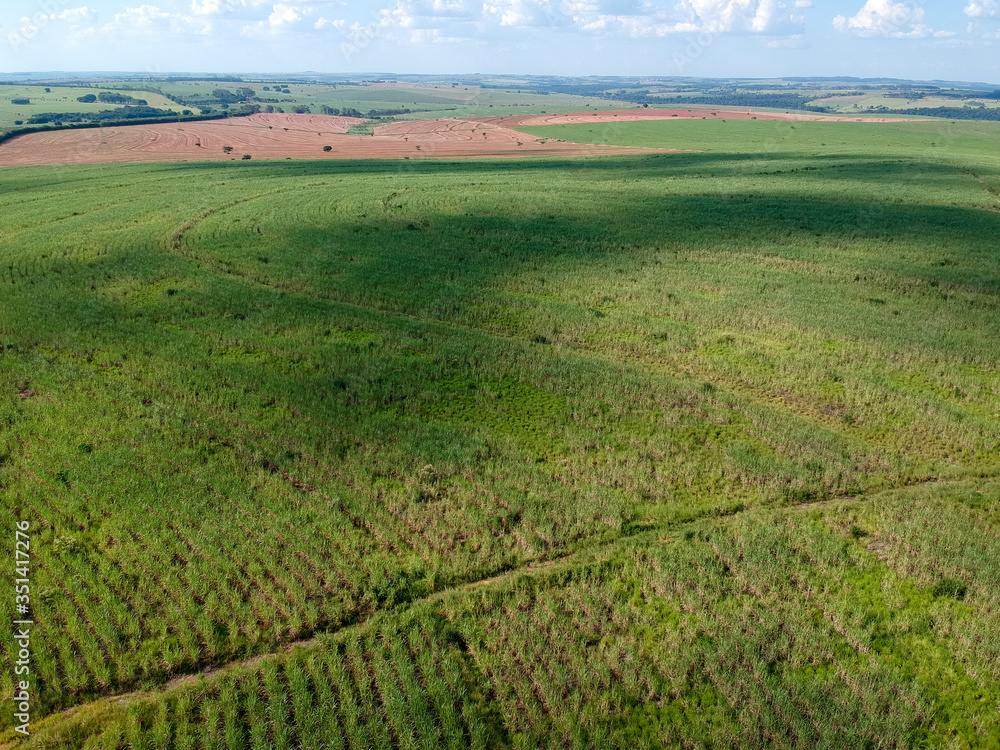 Green sugar cane field on Sao Paulo state, Brazil Green sugar cane field on Sao Paulo state, Brazil