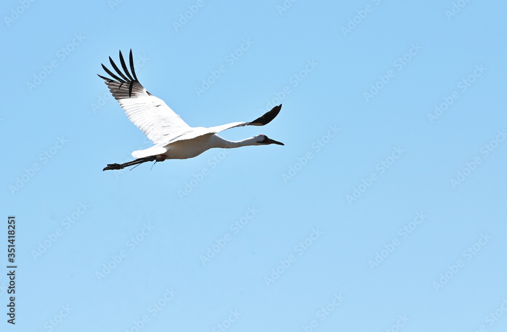 Obraz premium Whooping Crane Flying