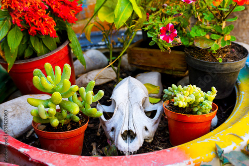 cráneo de perro rodeado de plantas 