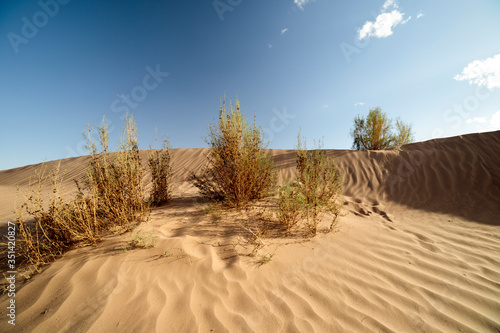 sand dunes in the desert