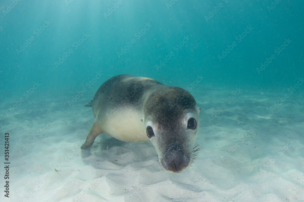 Obraz premium Australian Sea Lion underwater portrait photo 