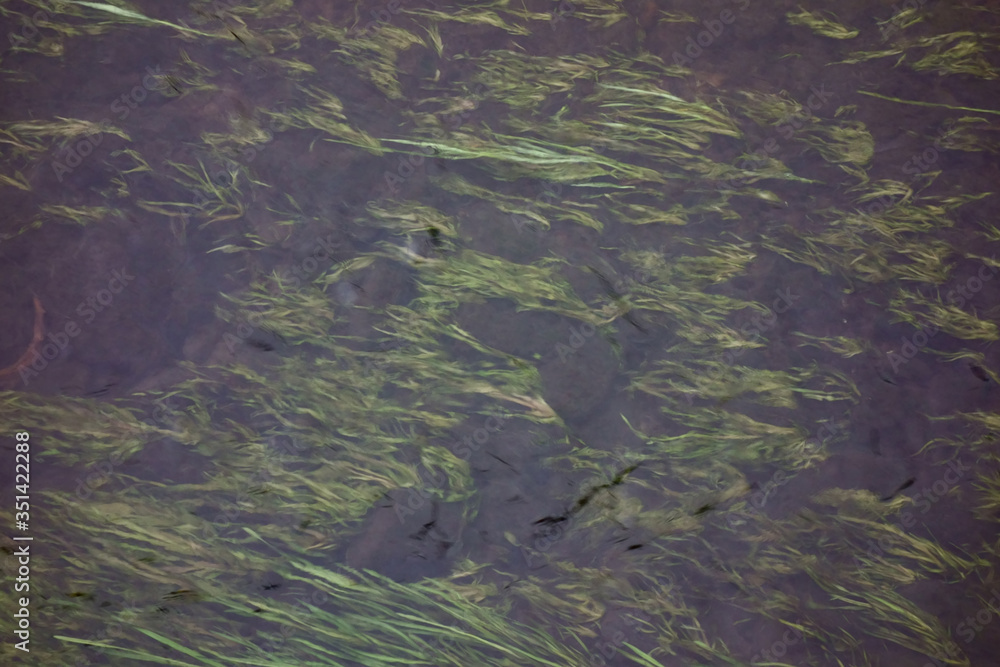 清流に生育する水草の藻、鯉が気持ちよさそうに泳いでいる