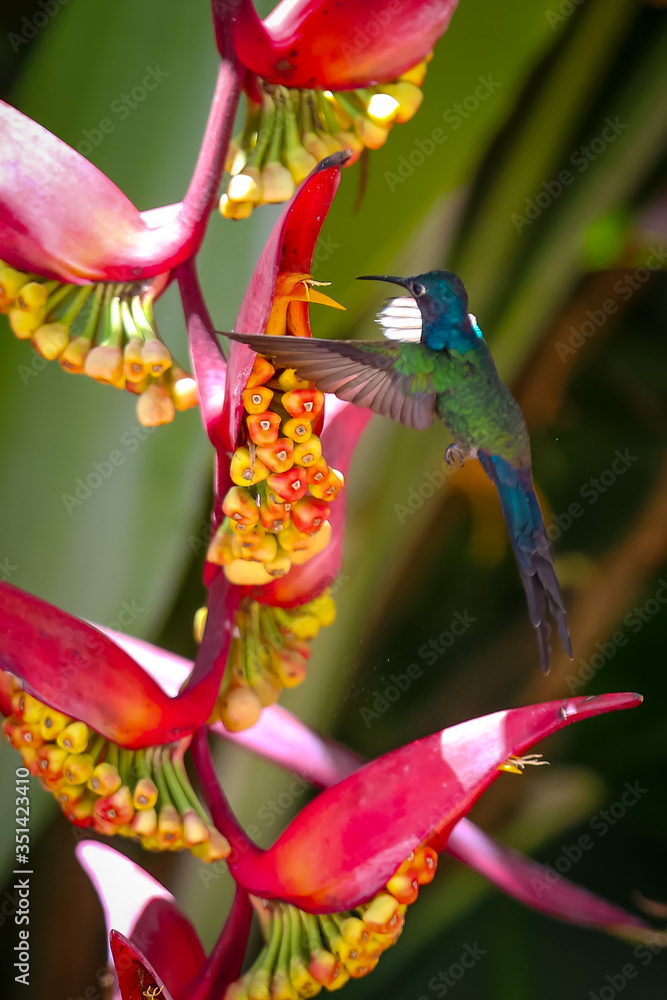 hummingbird and flowers hummingbird and flowers