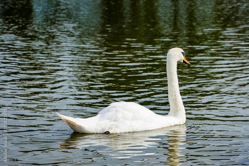 White swan swims in a pond in clear water among lotuses. White swan swims in a pond in clear water among lotuses.