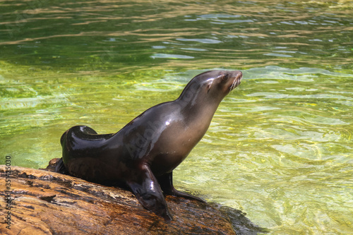 A sea seal sits on a rock by the water and looks up