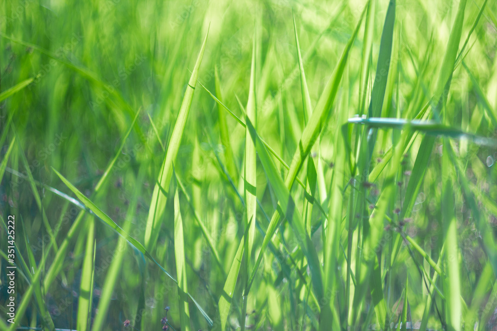 Green summer background with beautiful art bokeh. Green plant with round leaves close-up in the sunshine Green summer background with beautiful art bokeh. Green plant with round leaves close-up in the sunshine