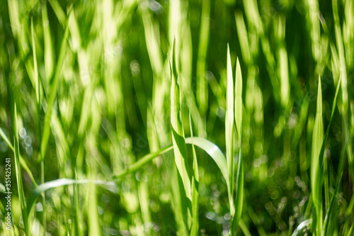 Green summer background with beautiful art bokeh. Green plant with round leaves close-up in the sunshine