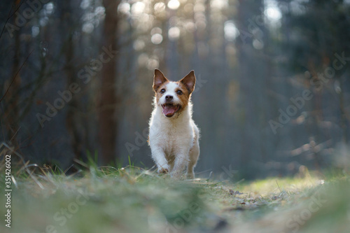 the dog runs in the forest. Active pet in nature. Little Jack Russell Terrier