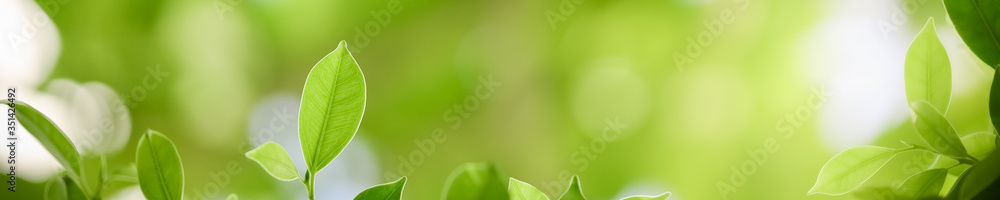 Obraz premium Closeup beautiful attractive nature view of green leaf on blurred greenery background in garden with copy space using as background natural green plants landscape, ecology, fresh cover concept.