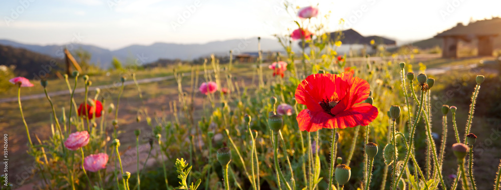 Poppies flowers with copy space for Banner design.