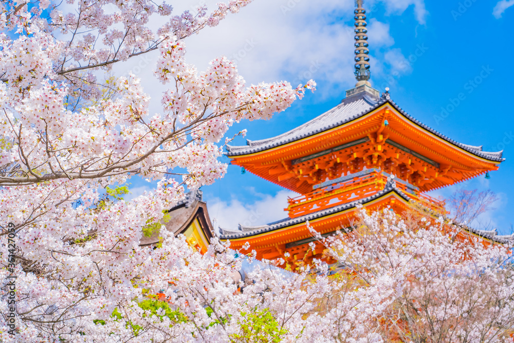 Fototapeta premium 京都の桜 ~ Kyoto, Japan, Temples and Cherry Blossoms ~