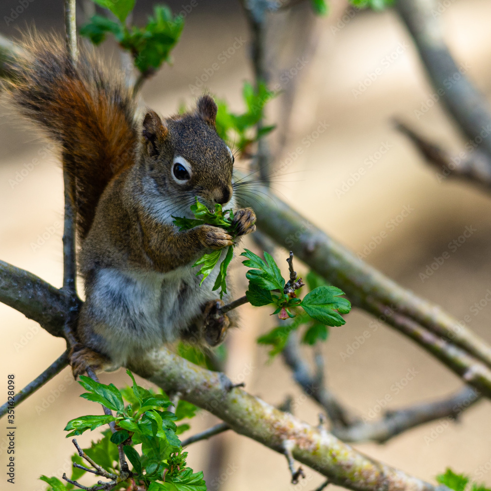 Red squirrel munching on fresh foliage. Red squirrel munching on fresh foliage.
