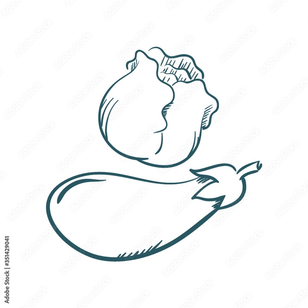 A brinjal and cabbage illustration. A brinjal and cabbage illustration.