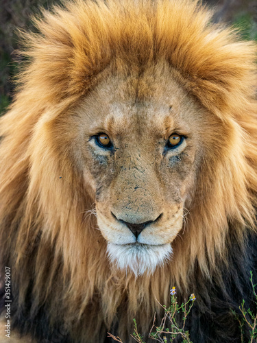 portrait of a male lion © Justin