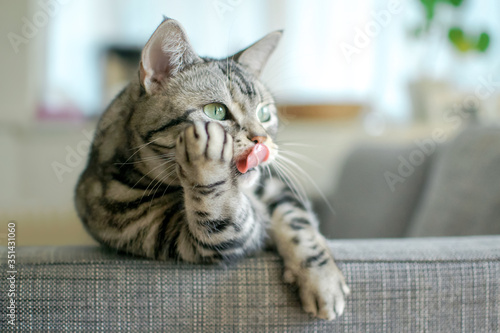 Canvastavla ごはんまだかな？　頬杖をつく猫