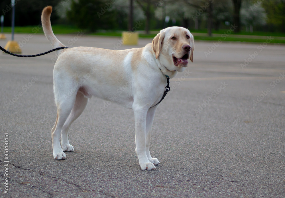 Yellow Labrador retriever dog portrait