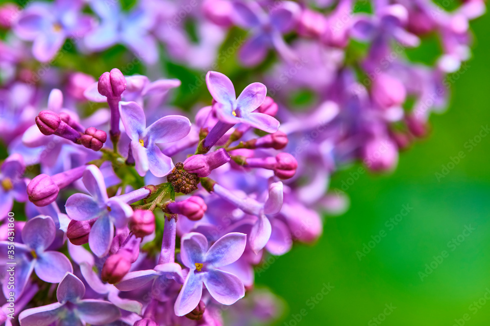 macro purple lilac flowers on a branch in spring. blurred background, color