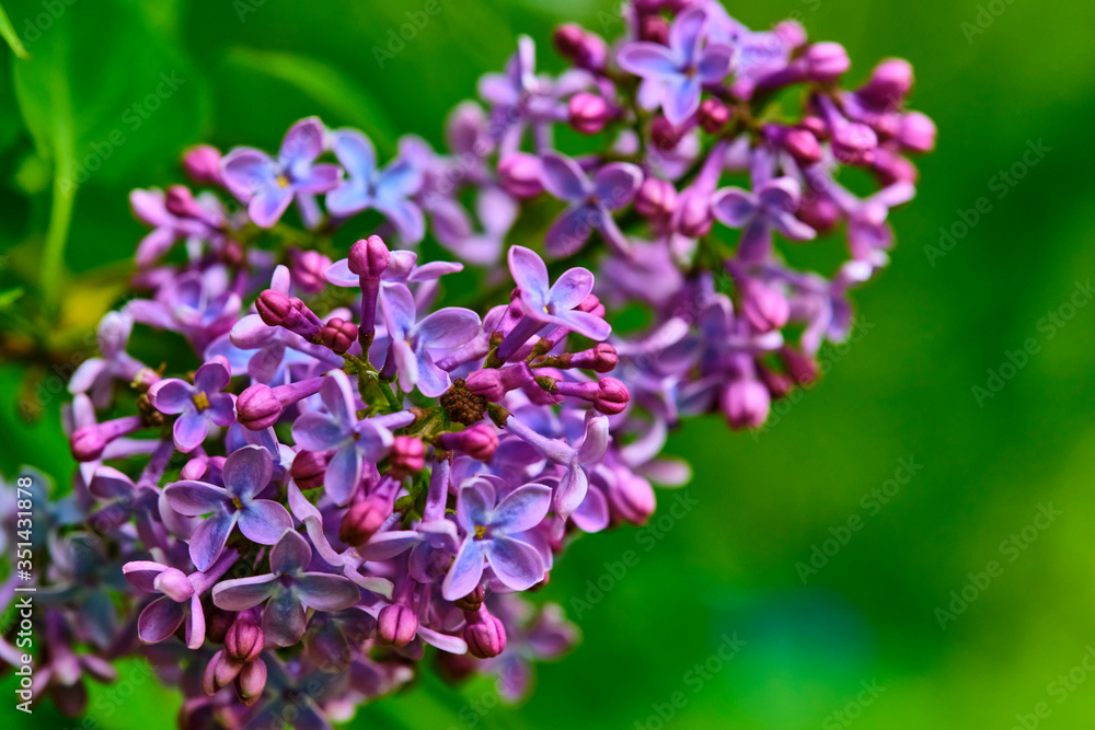 macro purple lilac flowers on a branch in spring. blurred background, color macro purple lilac flowers on a branch in spring. blurred background, color