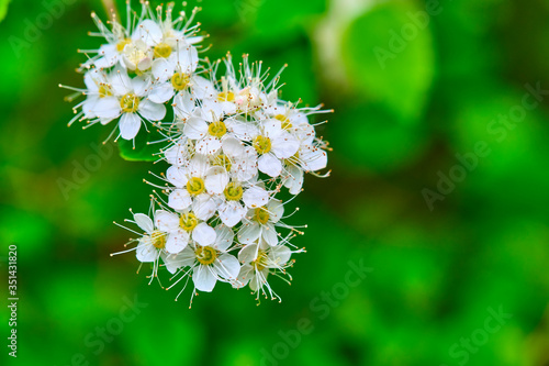 white blooming flowers on a tree branch. blurred background, General plan color © LemPro Filming Life