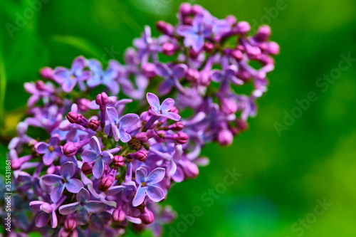 macro purple lilac flowers on a branch in spring. blurred background, color © LemPro Filming Life