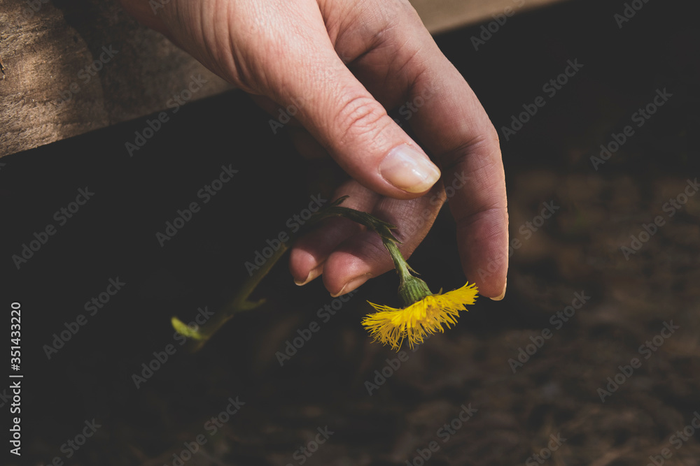 Fototapeta premium A matte image, a relaxed female brush hanging from a wooden board, a yellow flower hangs gently from the tip of the fingers.