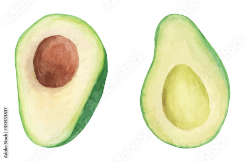 Watercolor Avocado fresh fruit  