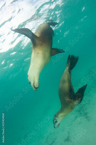 Two Australian Sea Lions underwater 