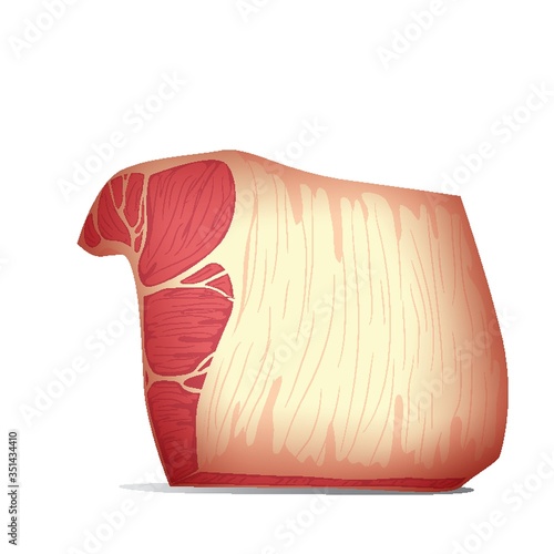 meat