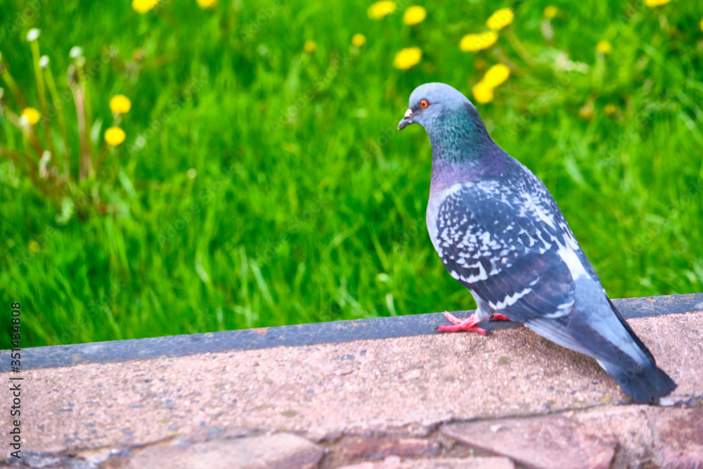 Obraz premium Pigeon Dove in the city streets Urban Birds. color