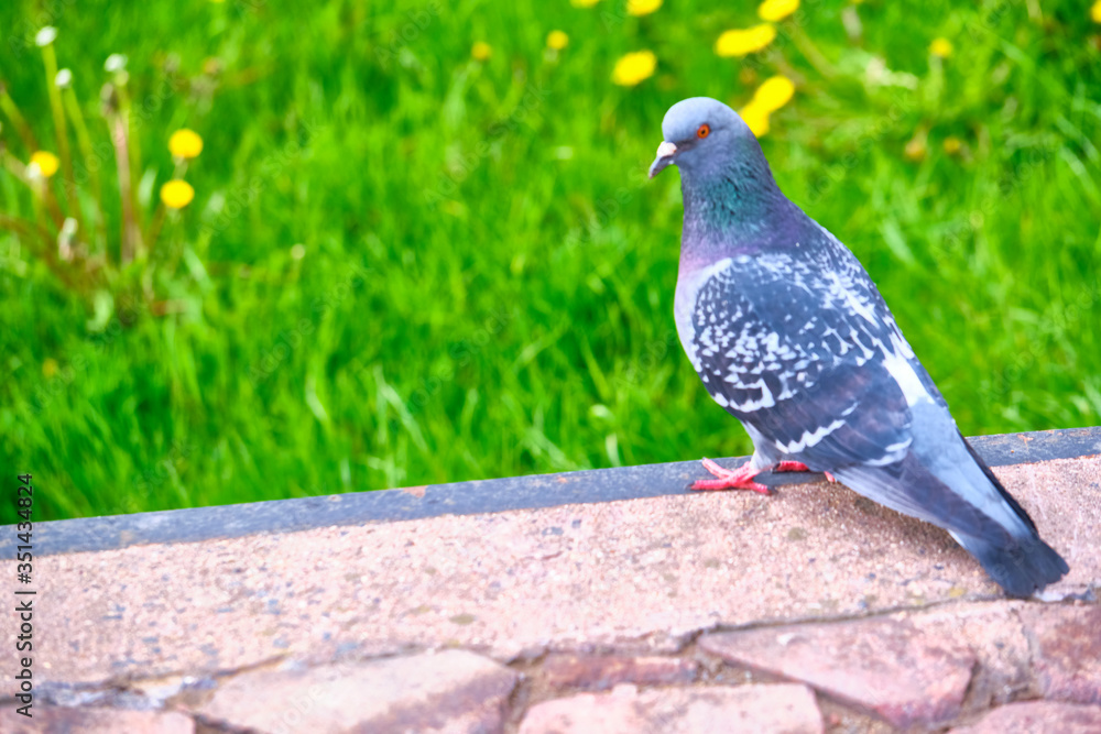 Obraz premium Pigeon Dove in the city streets Urban Birds. color