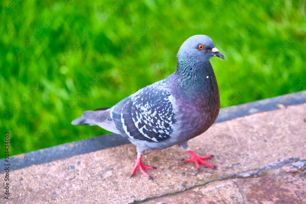 Pigeon Dove in the city streets Urban Birds. color Pigeon Dove in the city streets Urban Birds. color