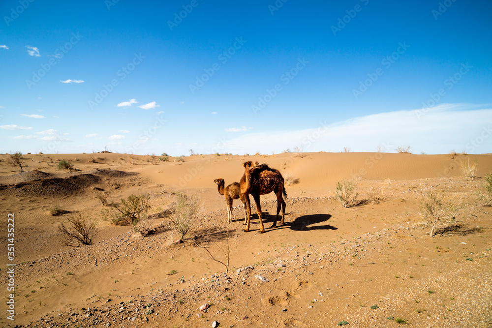 camel in the desert