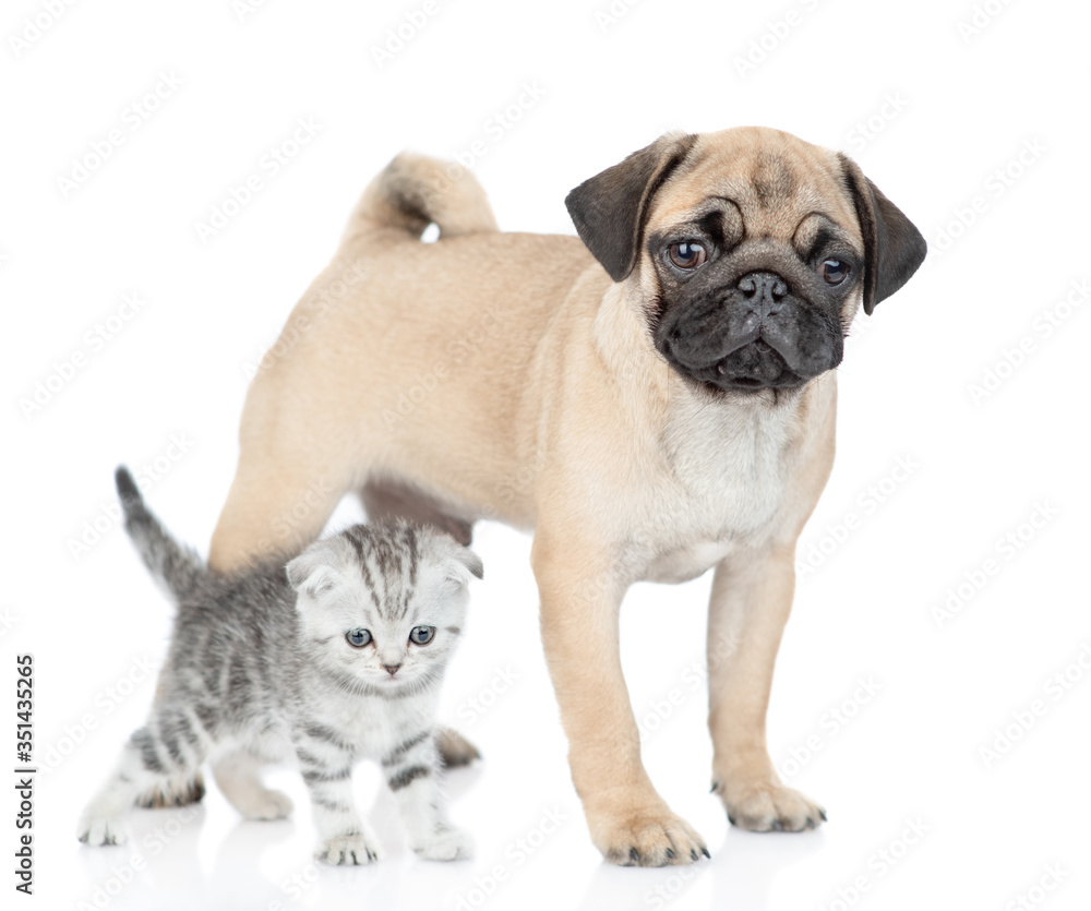 Pug puppy and scottish kitten stand together and look at camera. isolated on white background