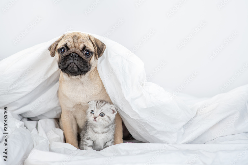 Pug puppy embraced baby kitten under a warm blanket on a bed at home. Empty space for text
